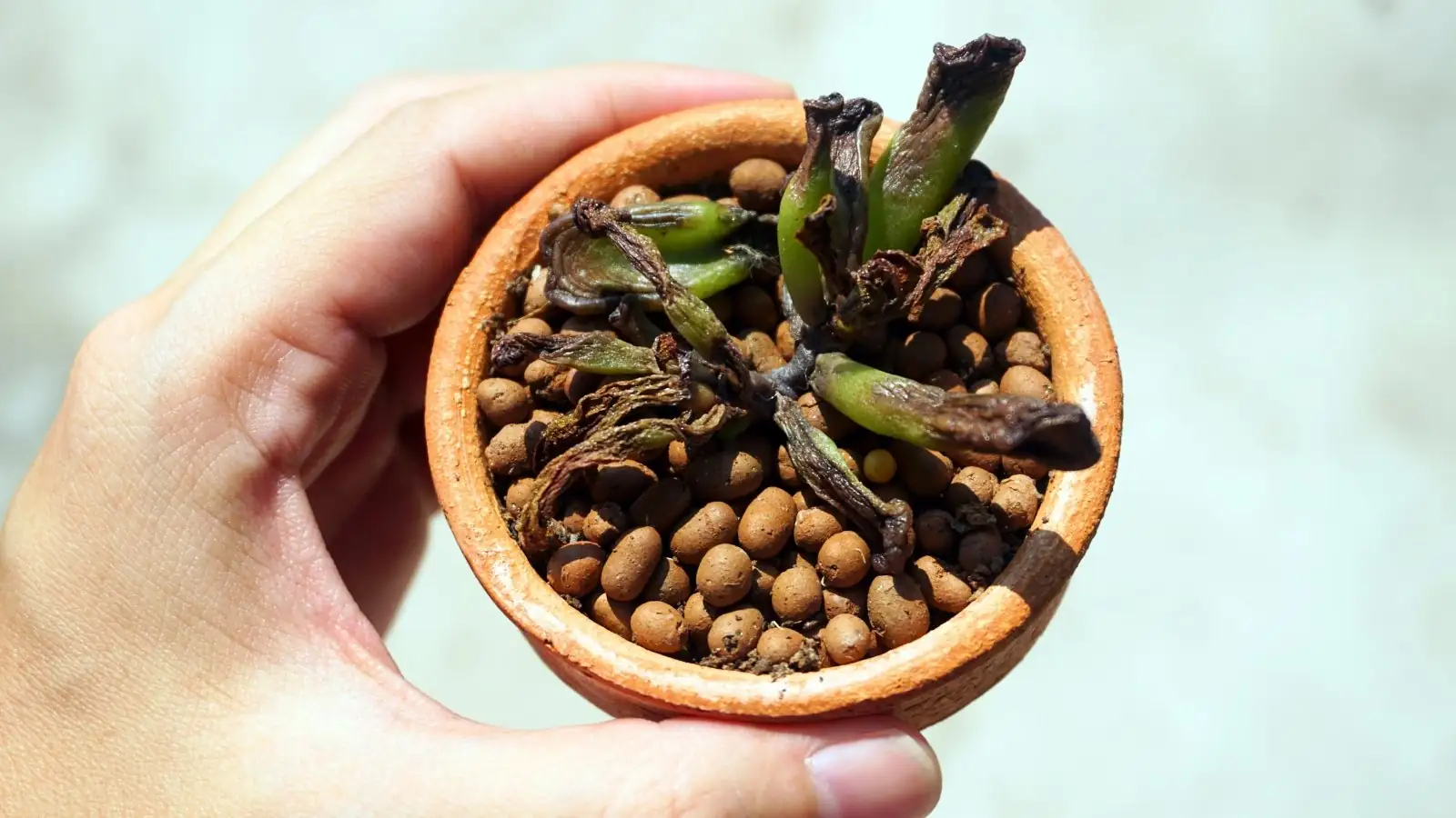 wilted succulent leaves