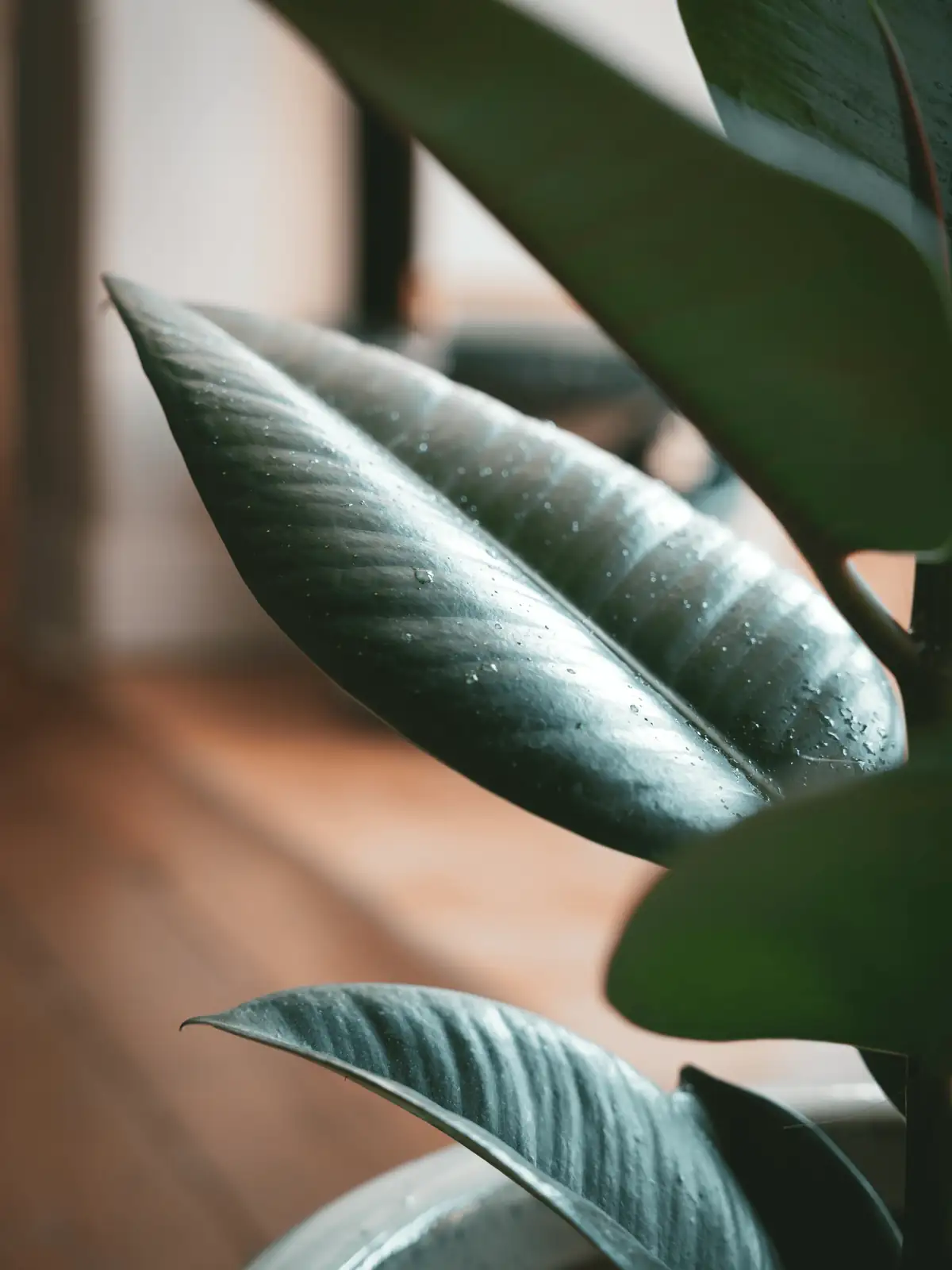 curled plant leaves indoor