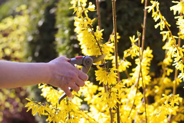 pruning forsythia branches
