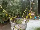 forsythia cutting preparation