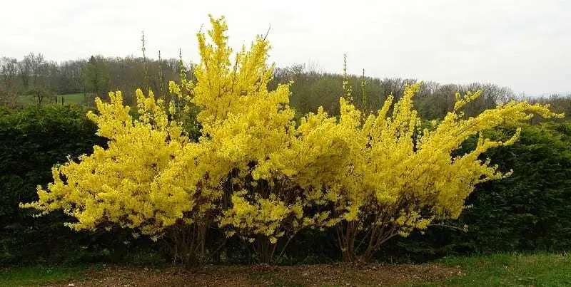forsythia cuttings in soil