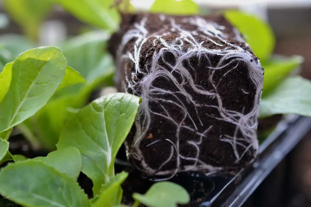 探秘植物健康：如何简易判断植物烂根？