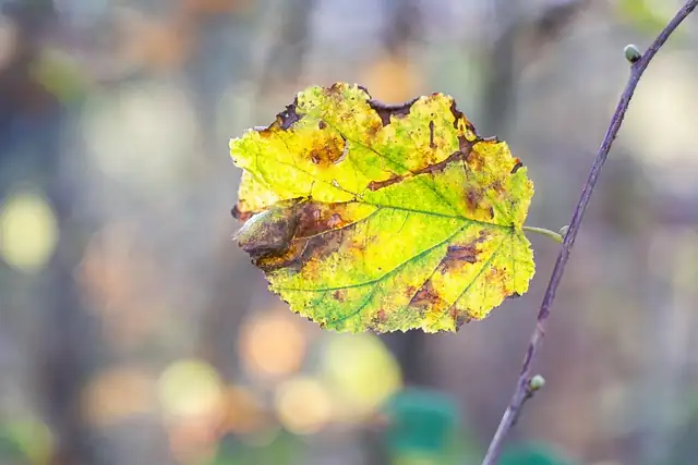 wilting plant leaves close-up