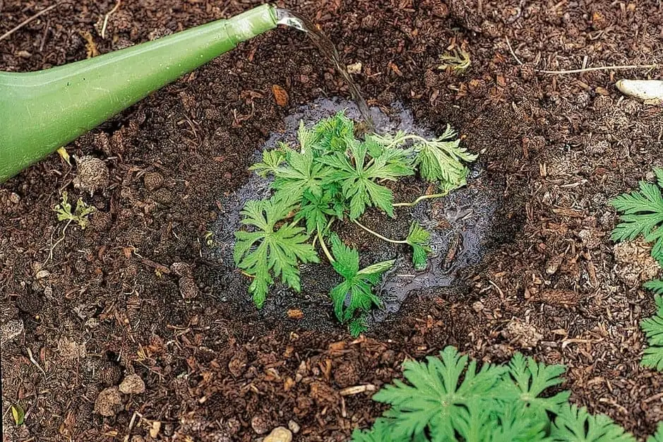watering plant soil absorption