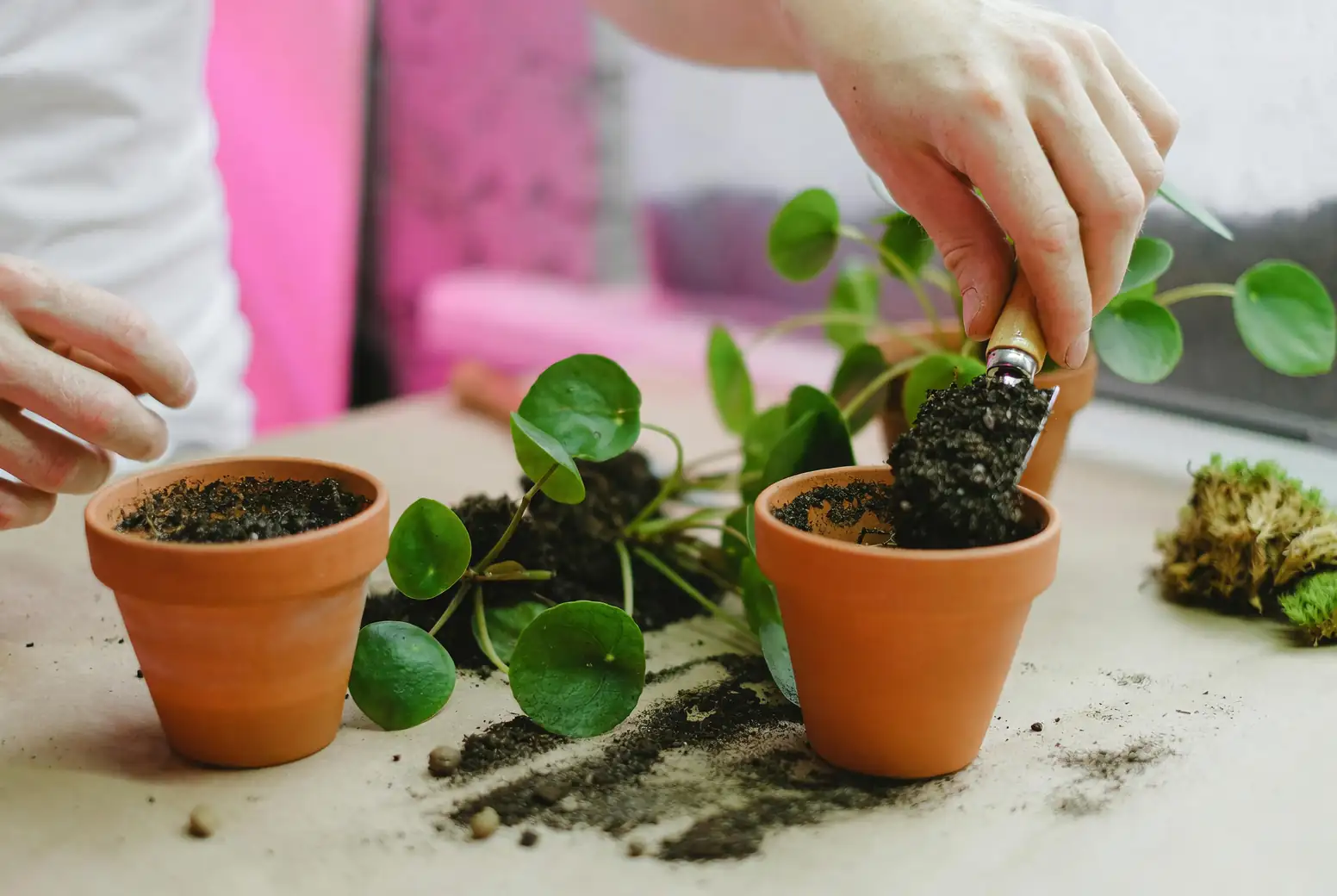 repotting plant process