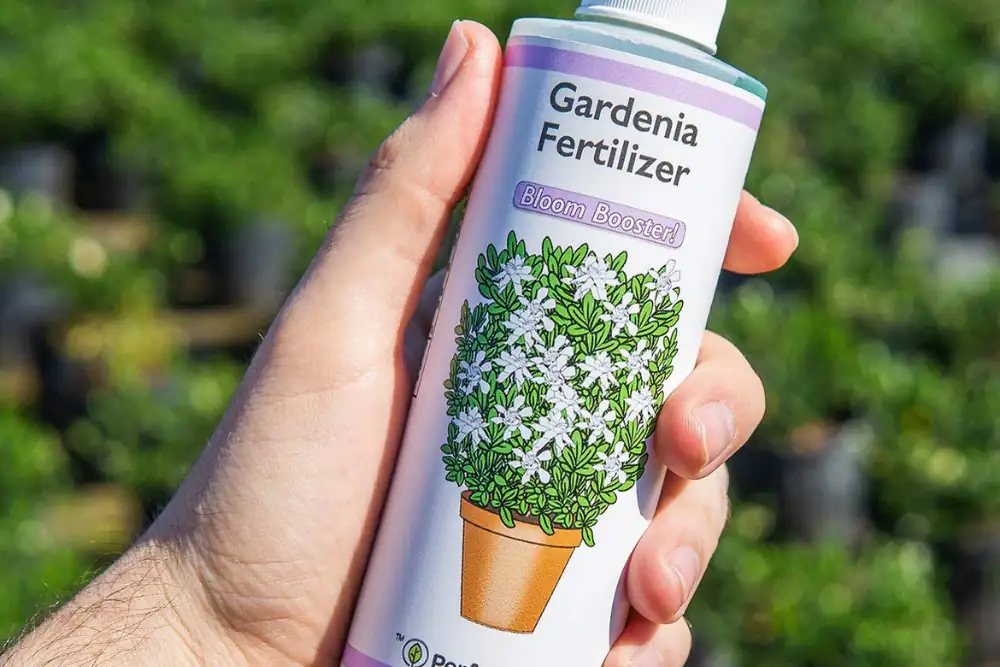 fertilizer application gardenia
