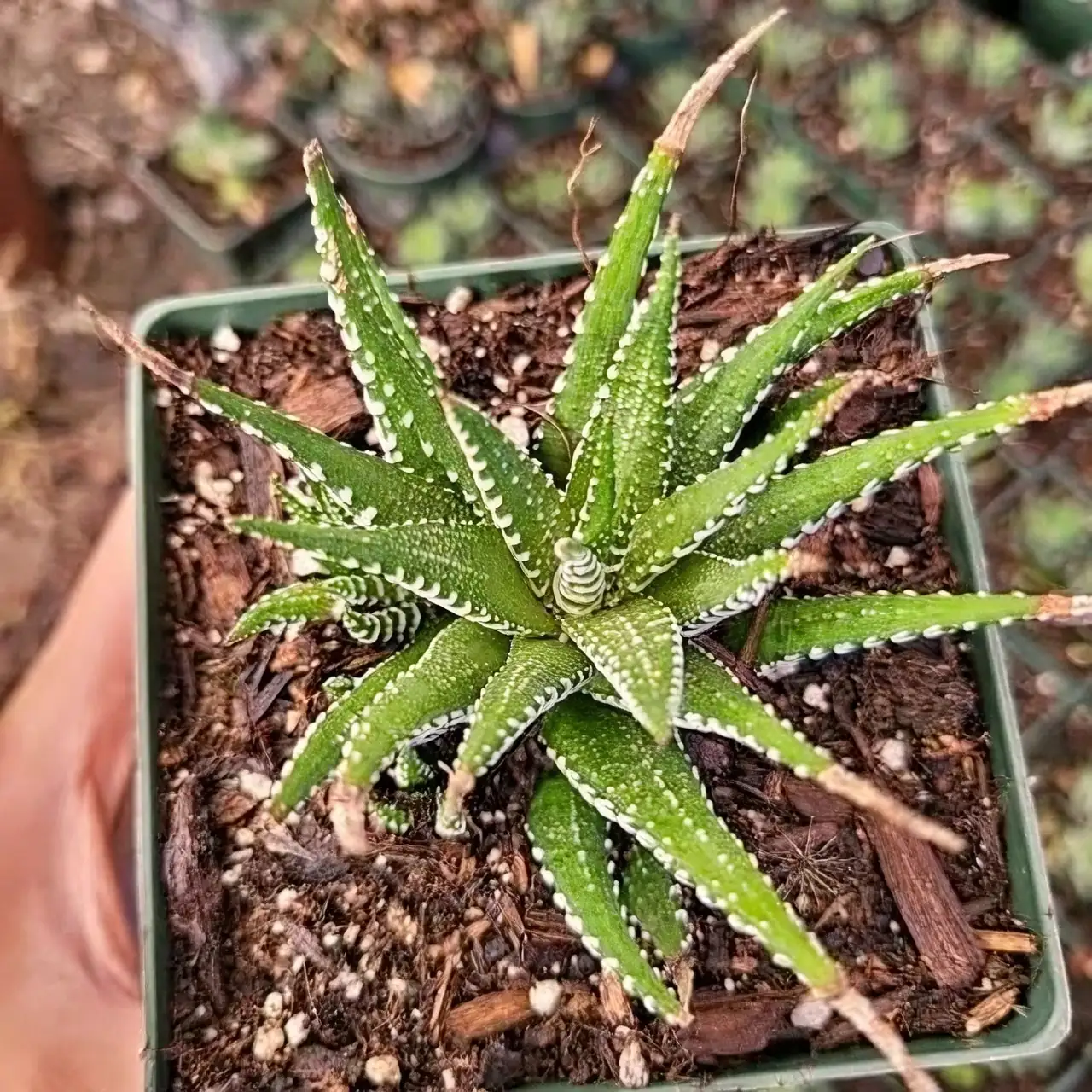 watering Haworthiopsis fasciata