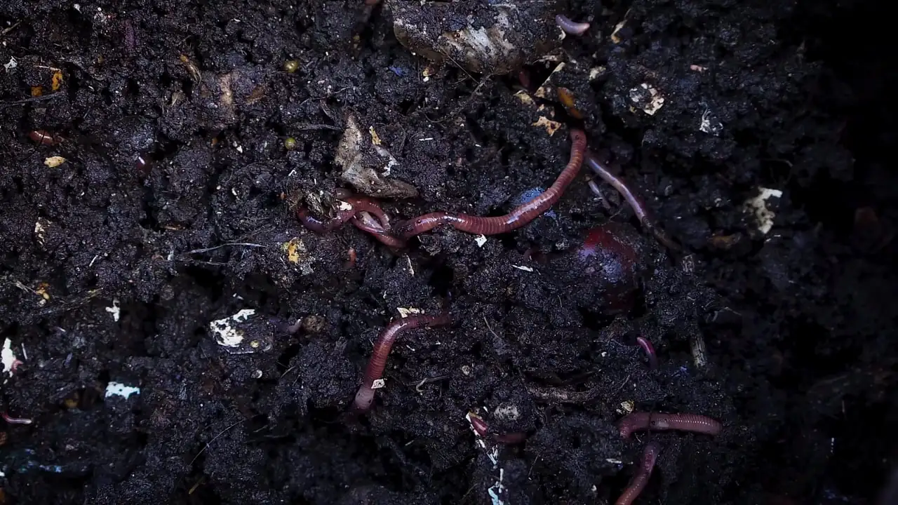 soil mix for Haworthiopsis fasciata