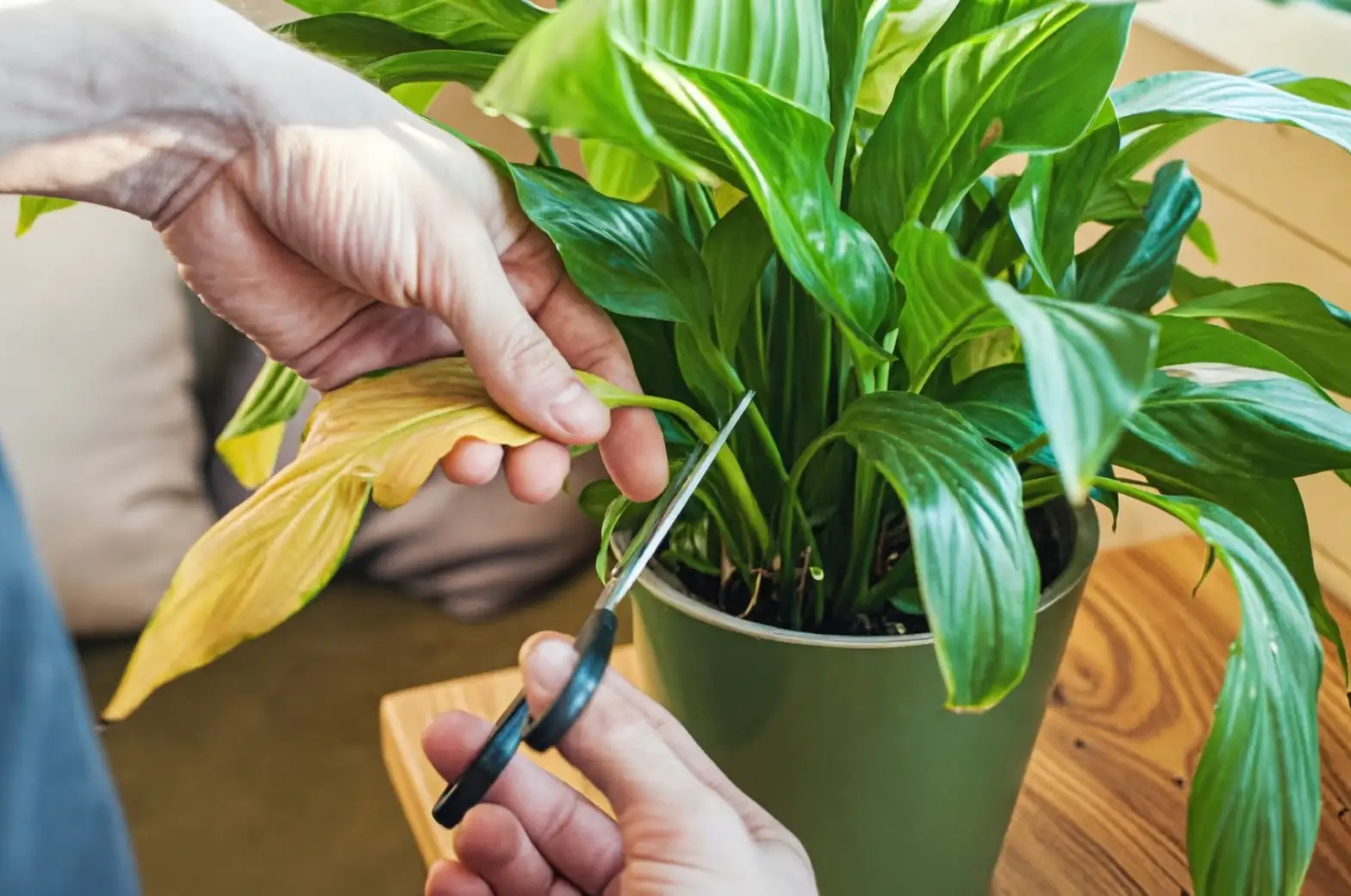 快速拯救！植物冻伤或脱水后的24小时急救指南
