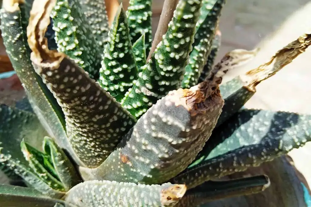 mealybugs on haworthia