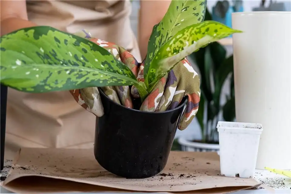 Haworthia in bright indirect light