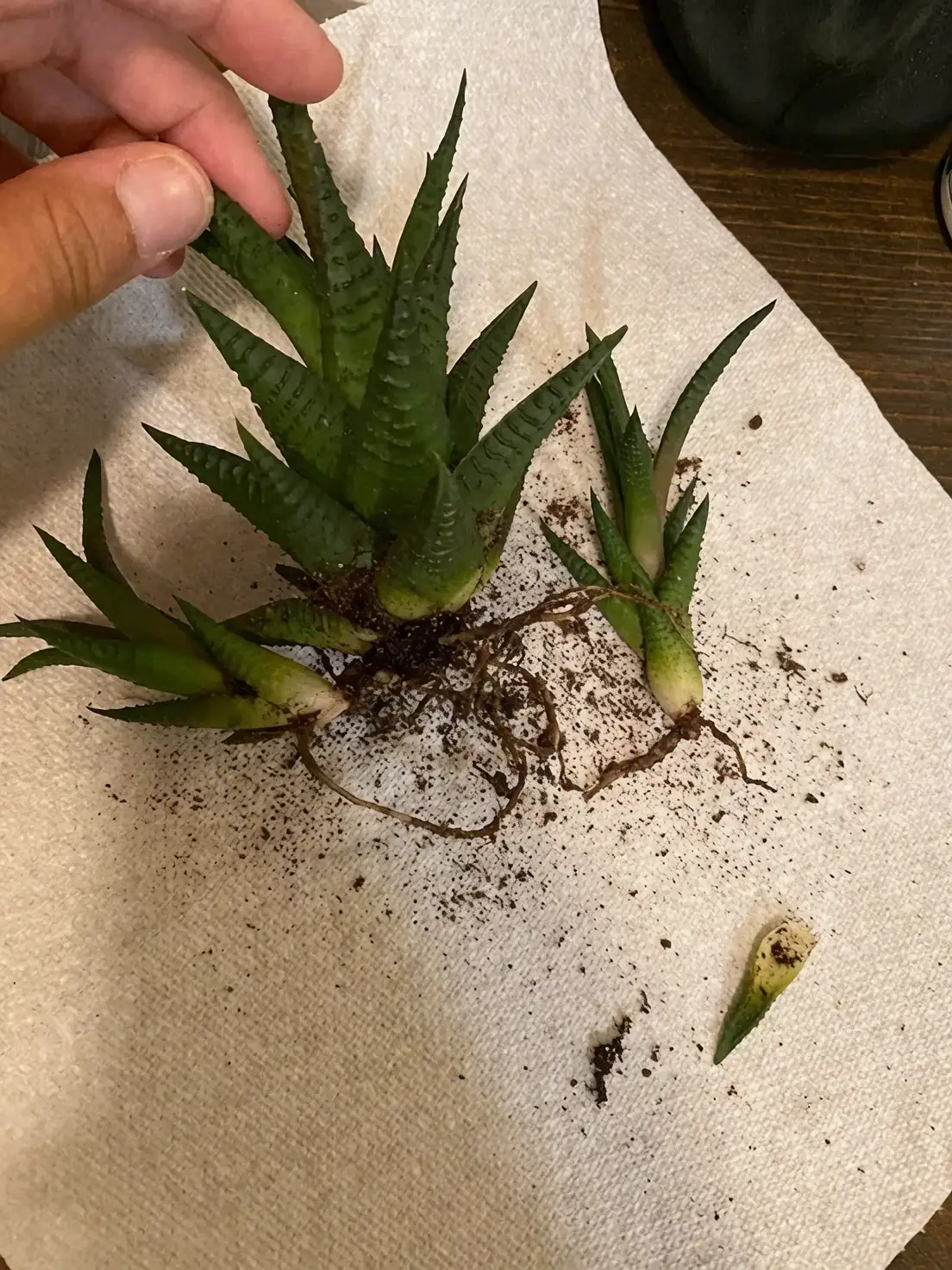 Haworthia with offsets