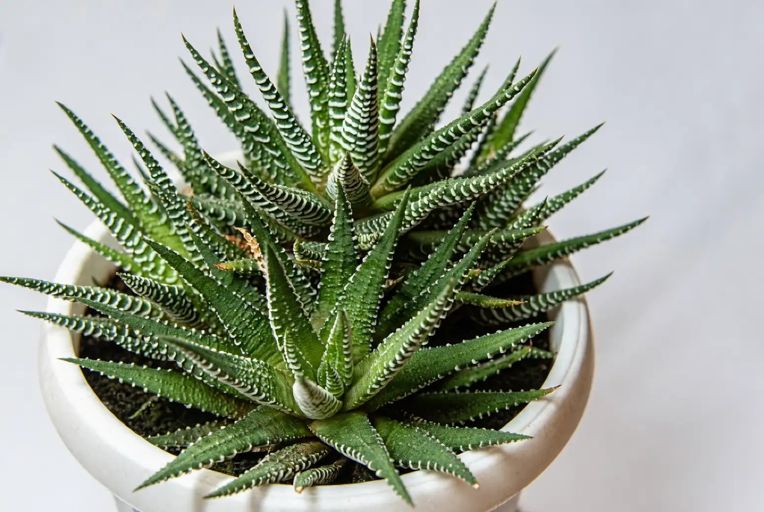 Haworthiopsis attenuata indoor decor