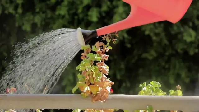 watering Haworthiopsis attenuata