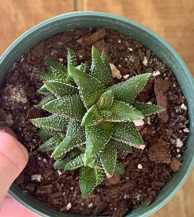 Haworthiopsis attenuata propagation