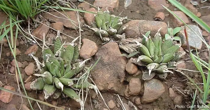 Haworthiopsis in natural habitat