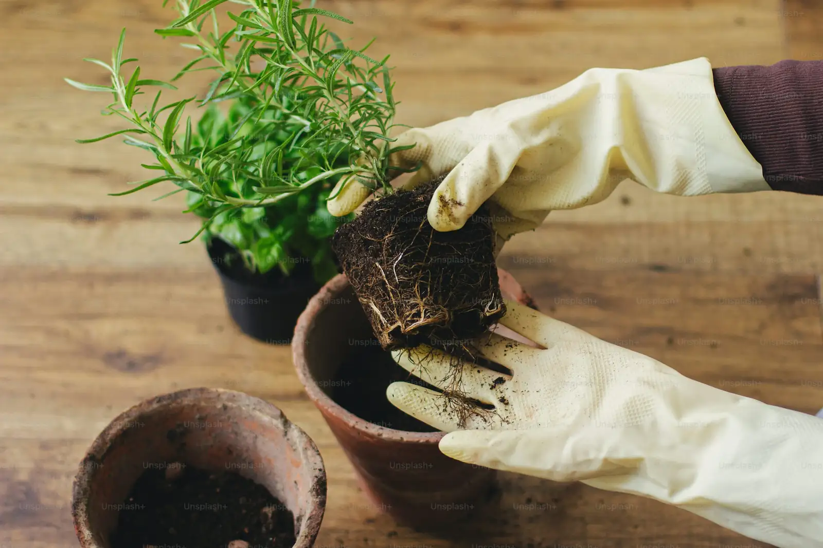 plant root rot treatment process