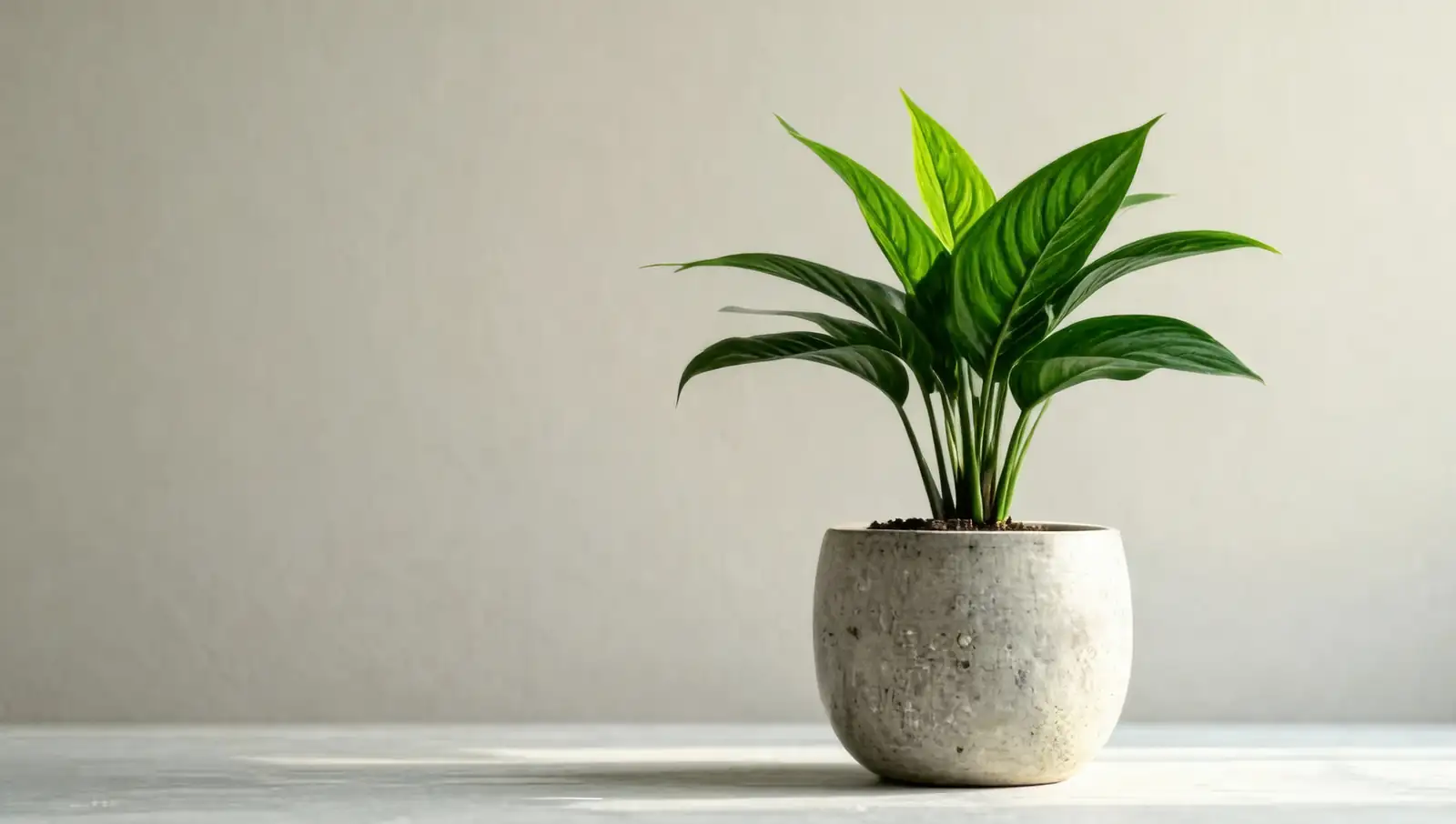 indoor plant indirect sunlight