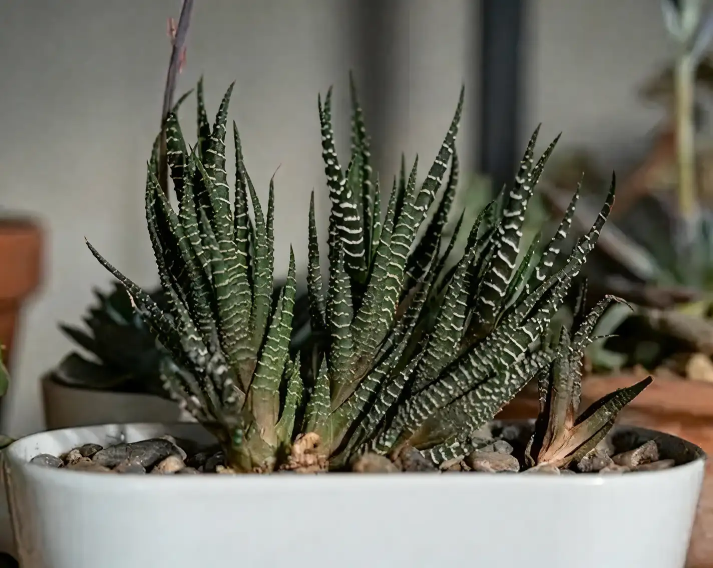 zebra haworthia on desk