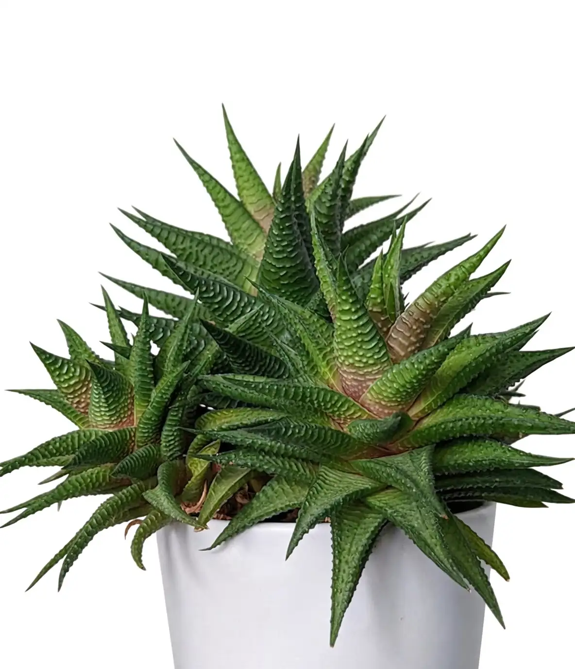 Haworthiopsis fasciata with offsets