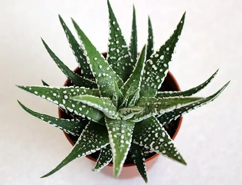 Haworthiopsis fasciata leaf propagation