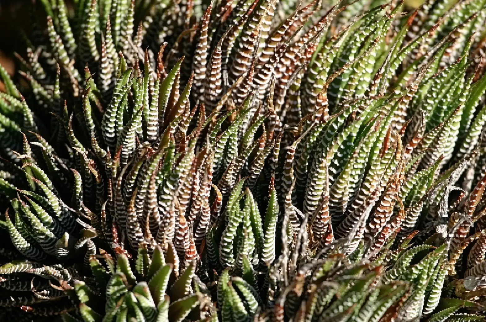 haworthia close-up leaves