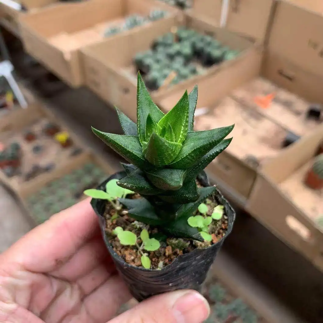 cactus with haworthia