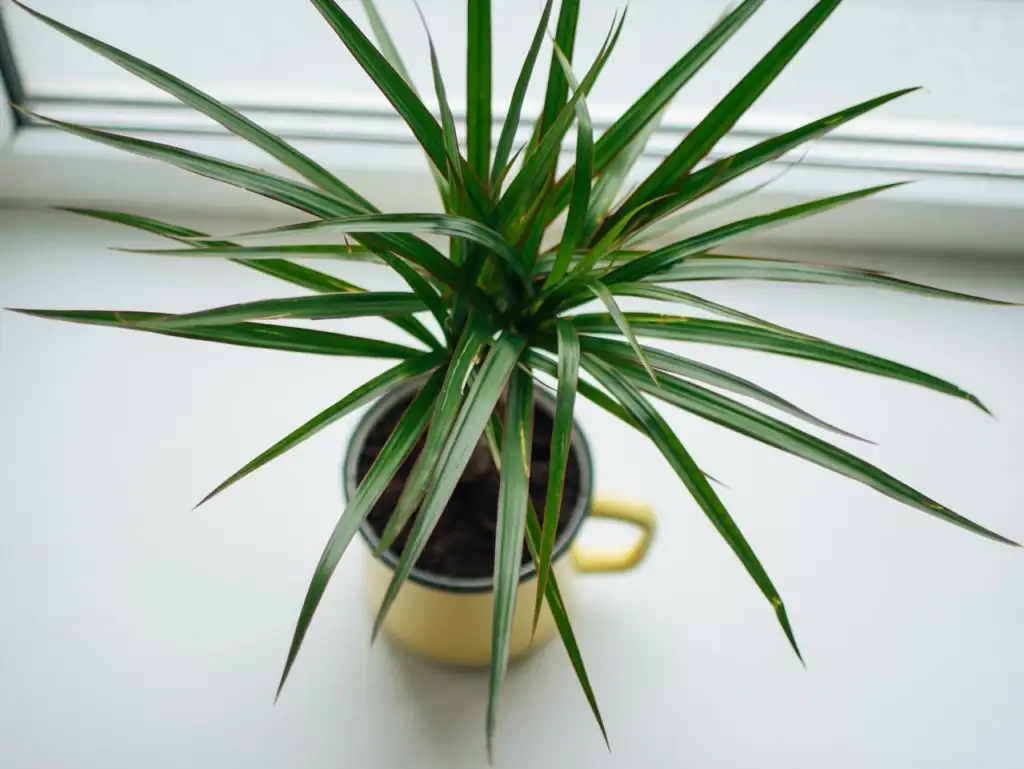 indoor plant near window sunlight