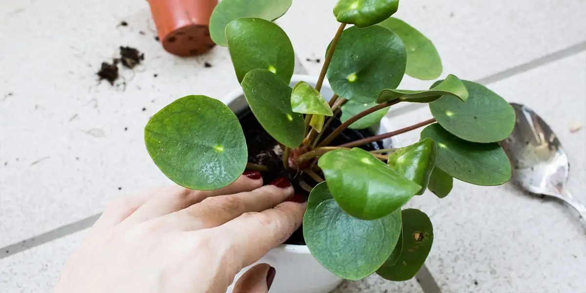 repotting houseplant new pot