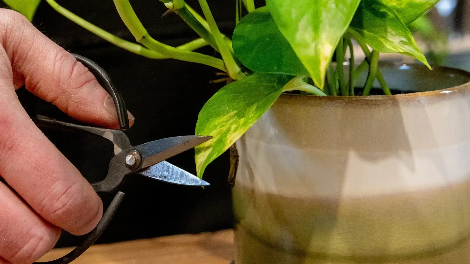 pruning yellow leaves from plant
