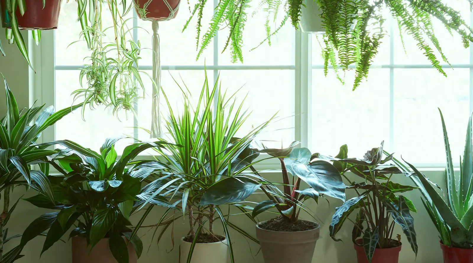 indoor plant near window light