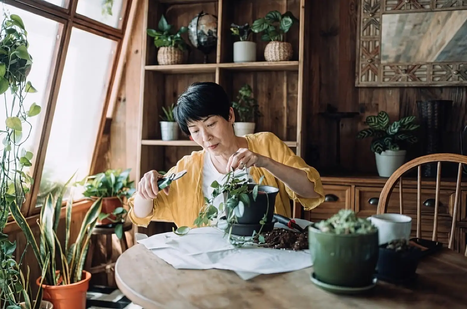 pruning houseplants scissors