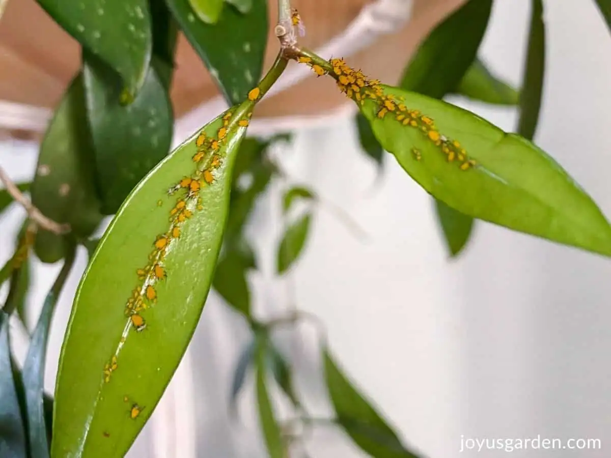 aphids on plant leaves close-up