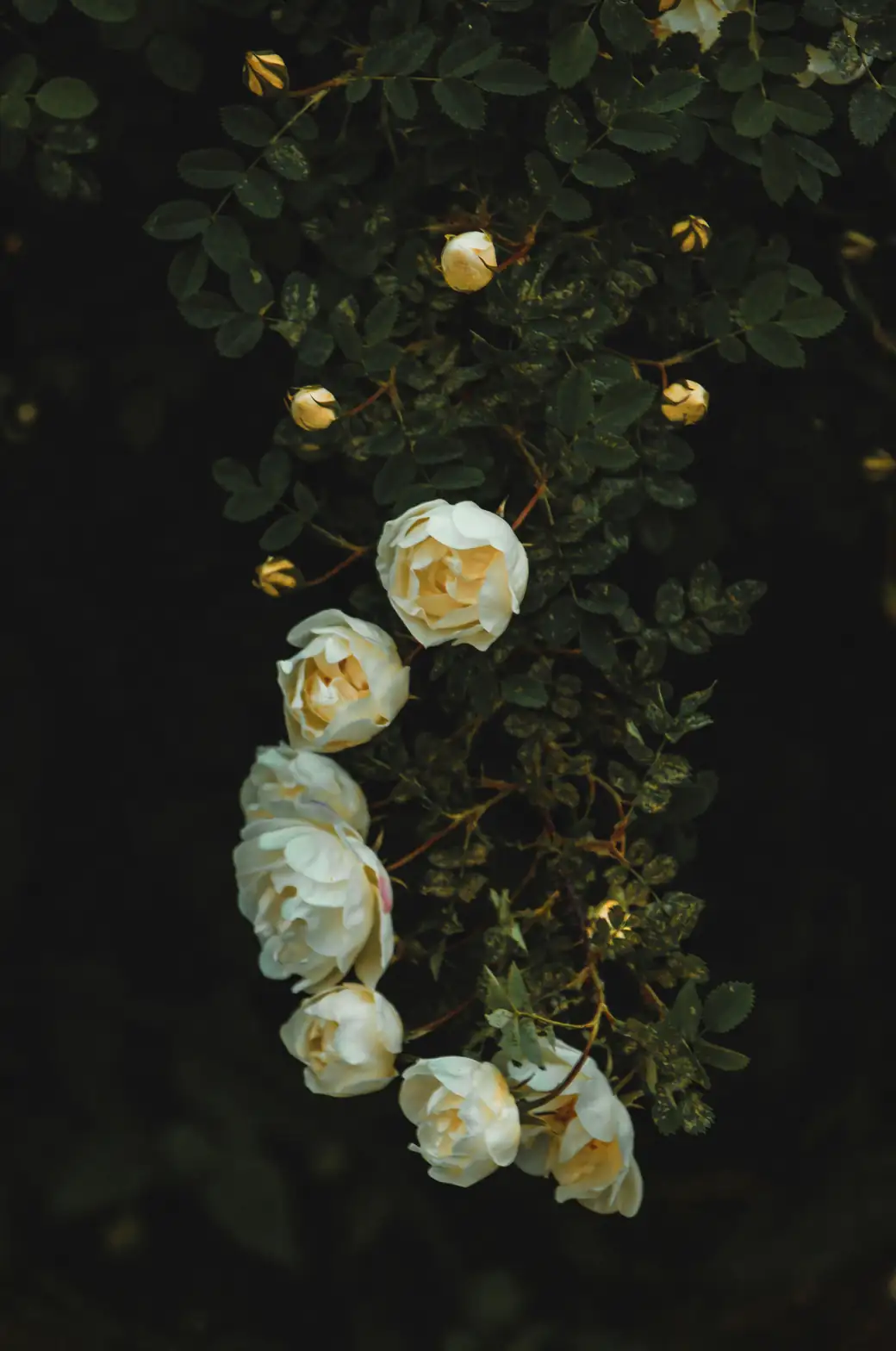 powdery mildew on rose leaves