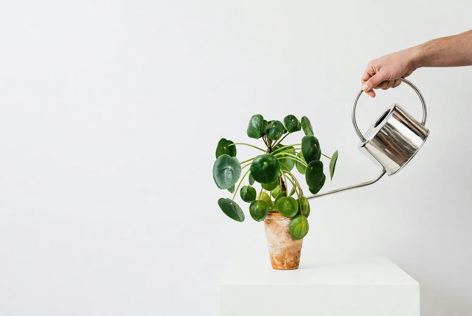 watering money tree pot