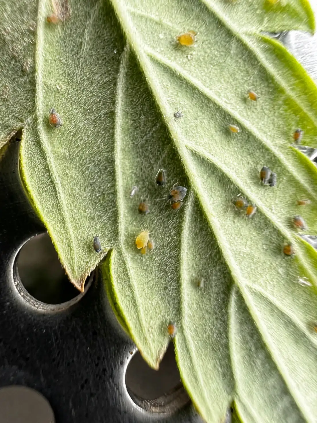 aphid on plant leaf