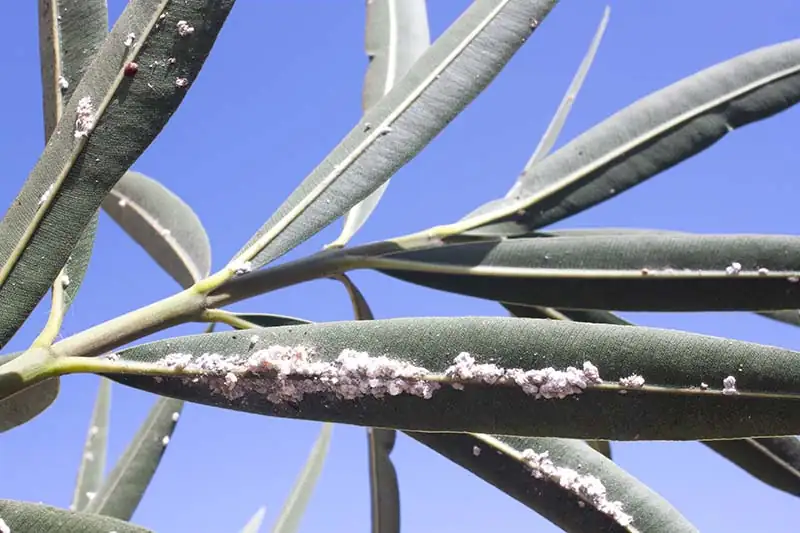scale insects on plant leaves