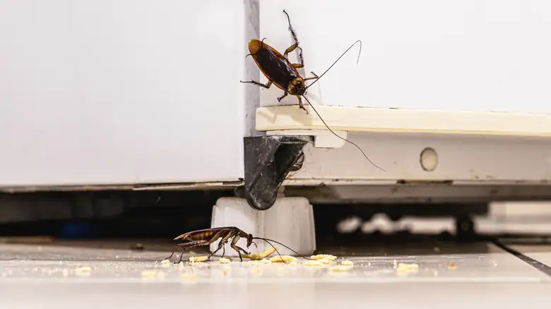 cockroach in kitchen