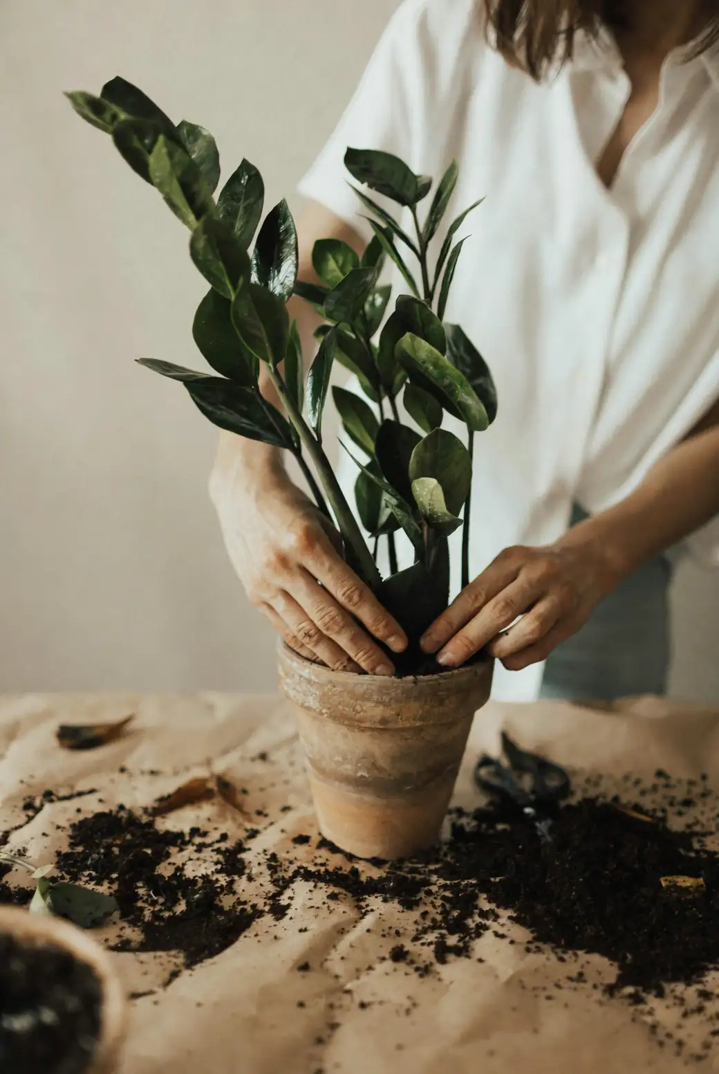 zz plant root inspection