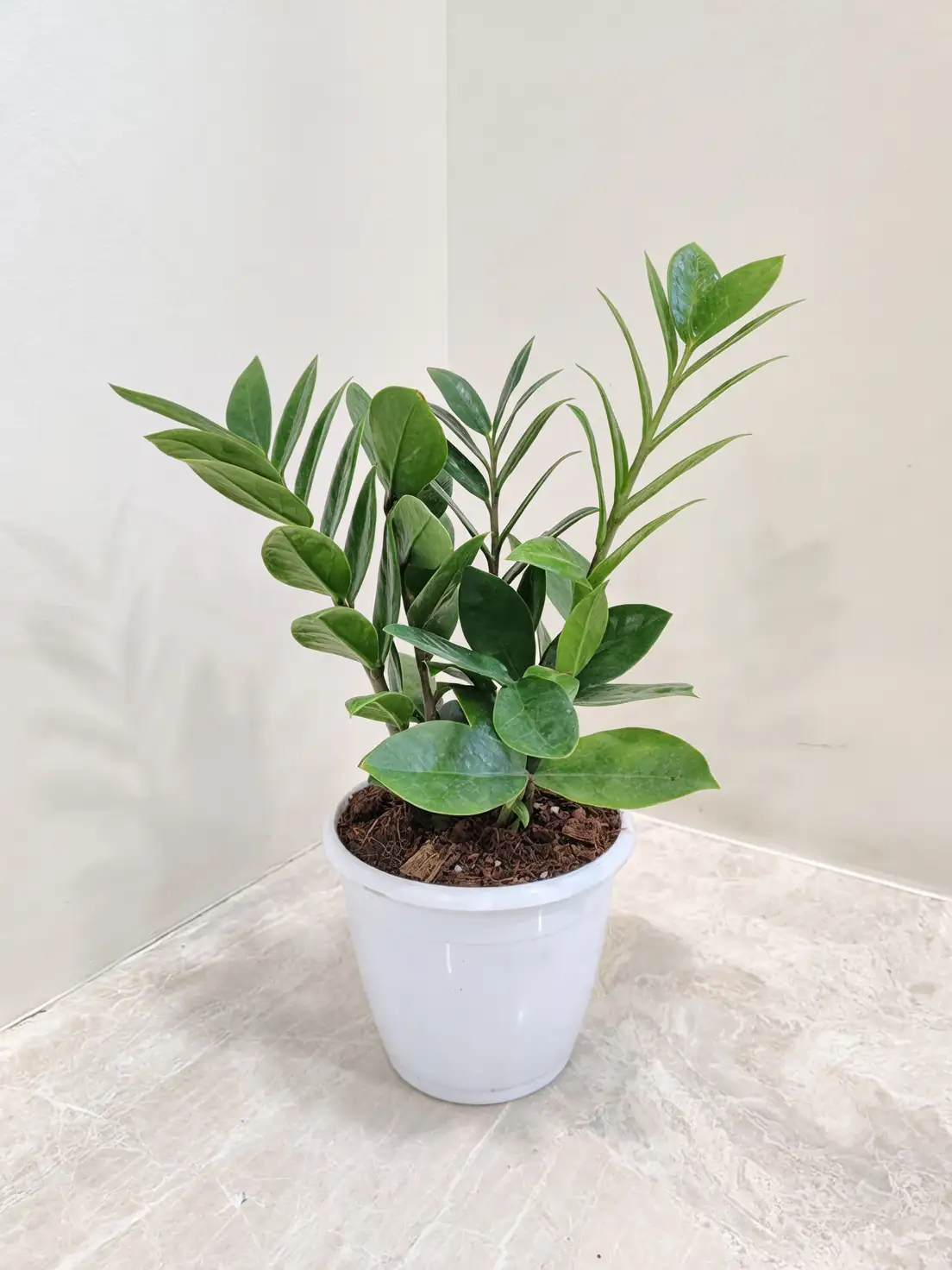 zamioculcas zamiifolia in home decor
