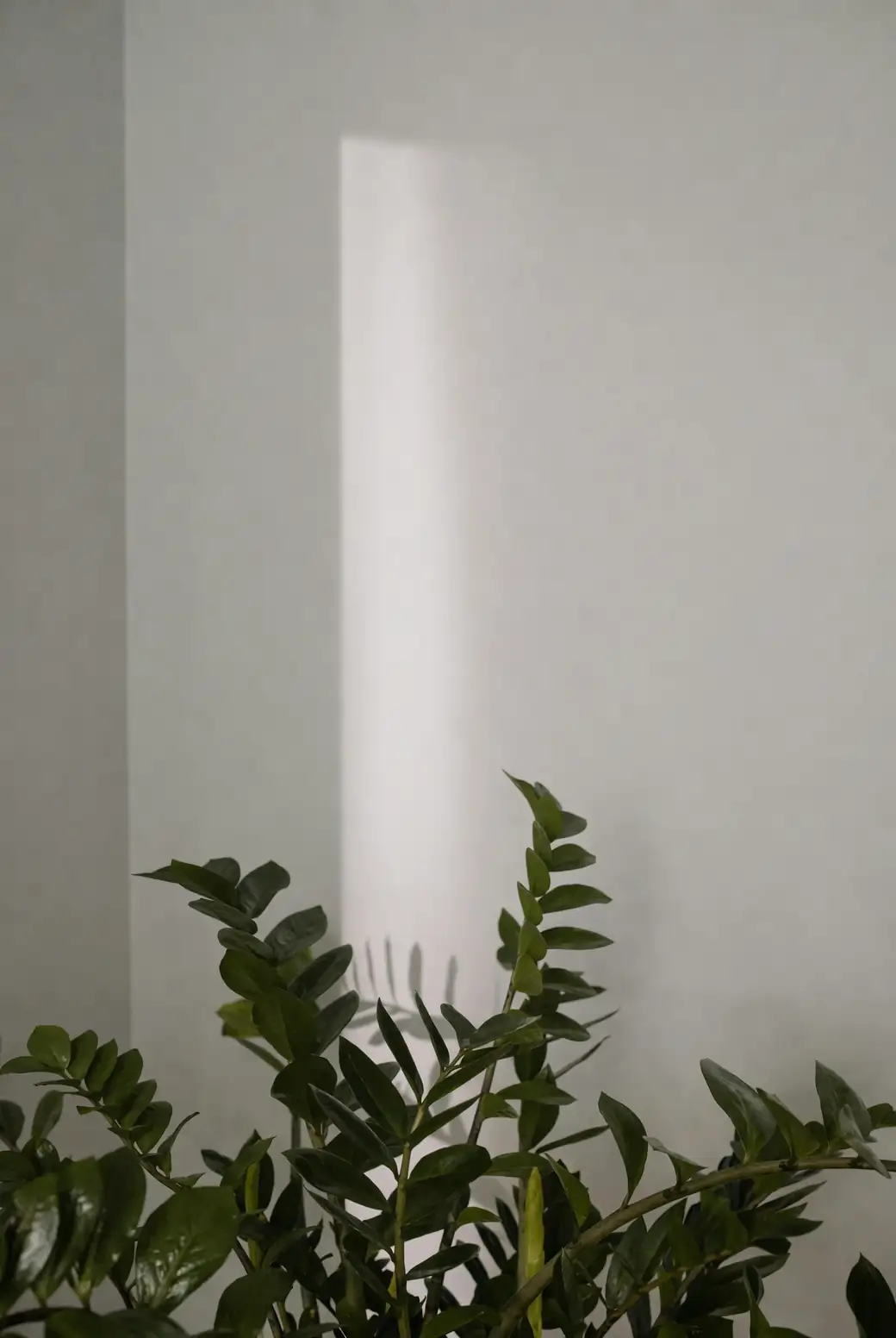 zamioculcas zamiifolia low light indoor