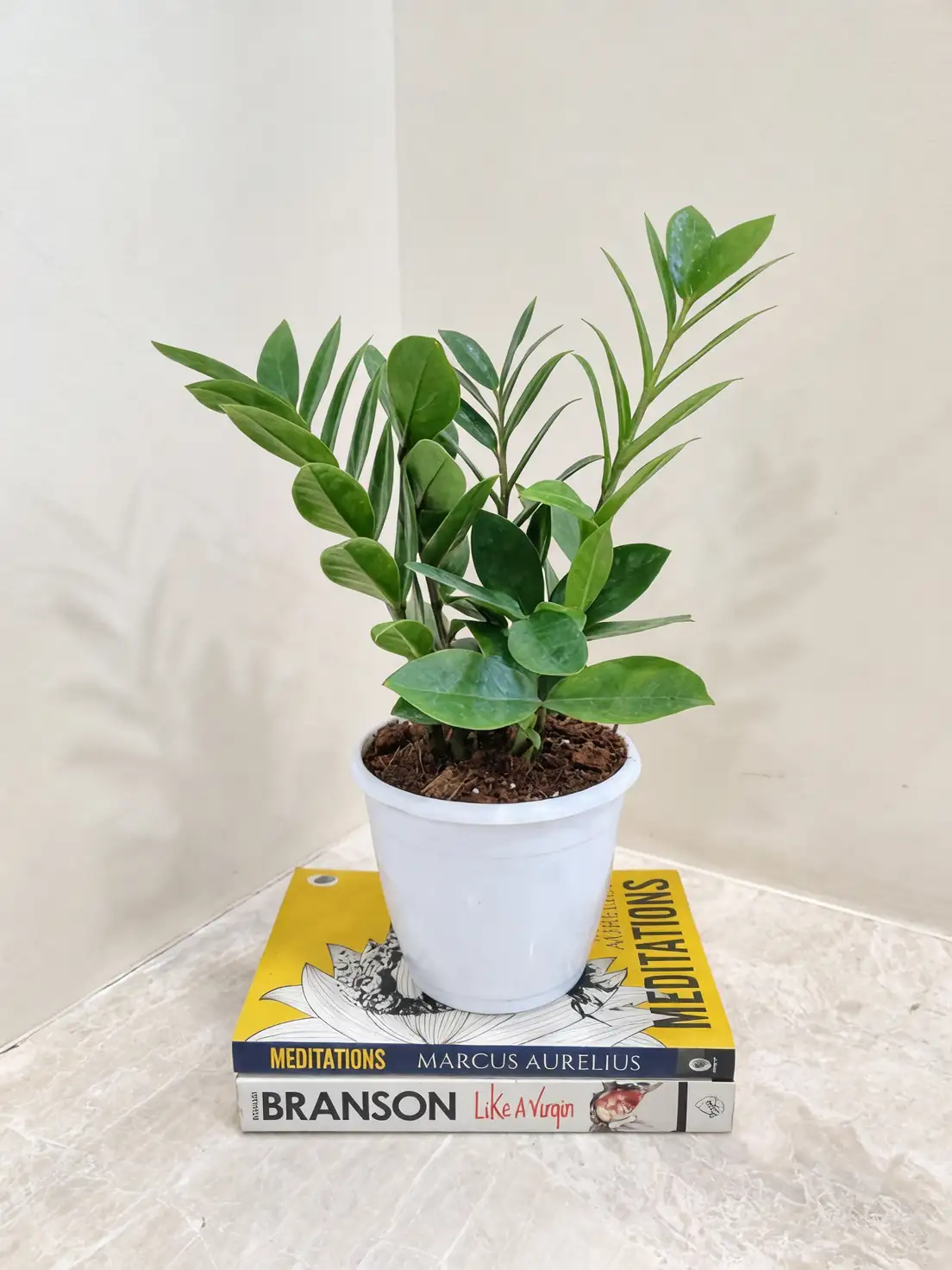 zamioculcas zamiifolia feng shui office