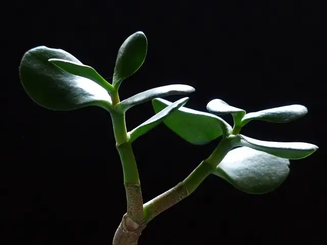 money tree leaf close-up