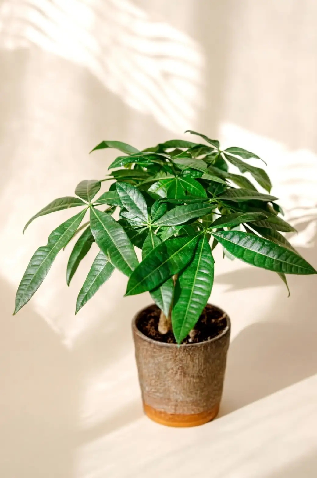 money tree care guide illustration