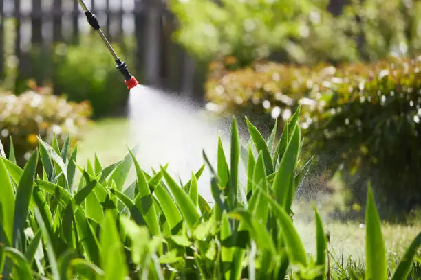 spraying pesticide on plants