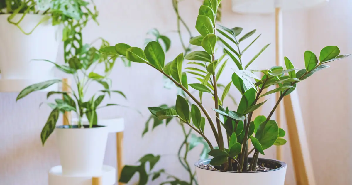 ZZ Plant rare flowering