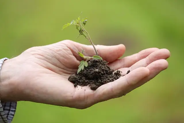 ZZ Plant watering technique