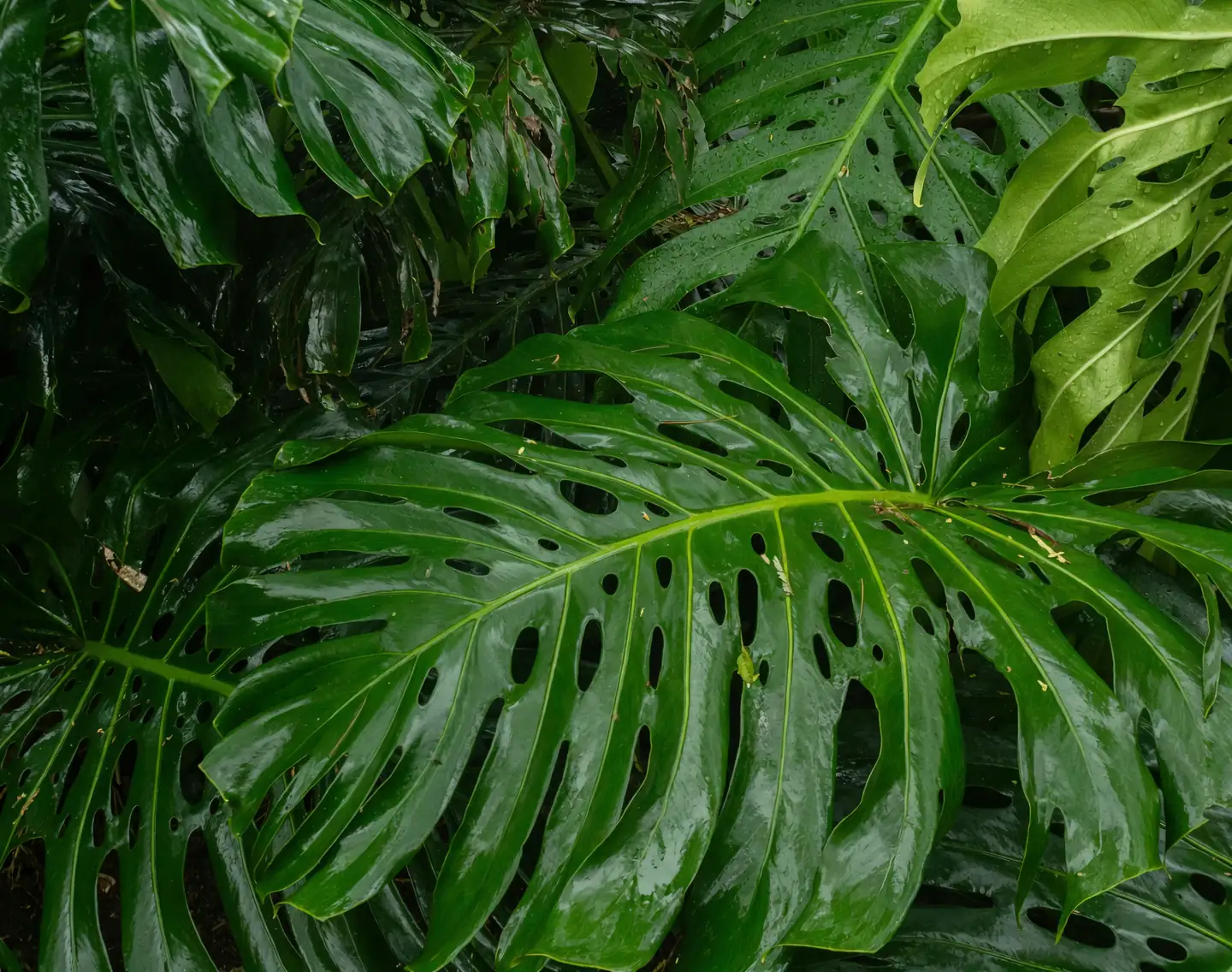 金钱树繁殖全攻略：从叶插到分株的技巧