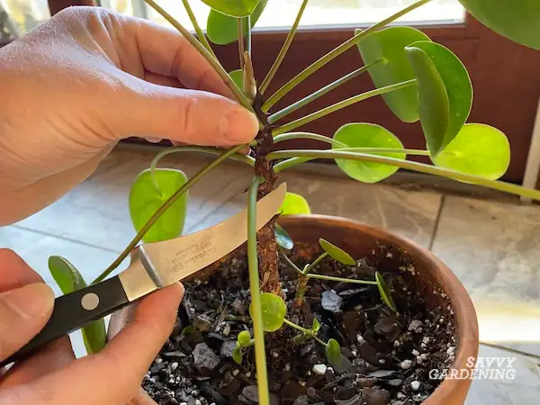 money tree leaf cutting propagation