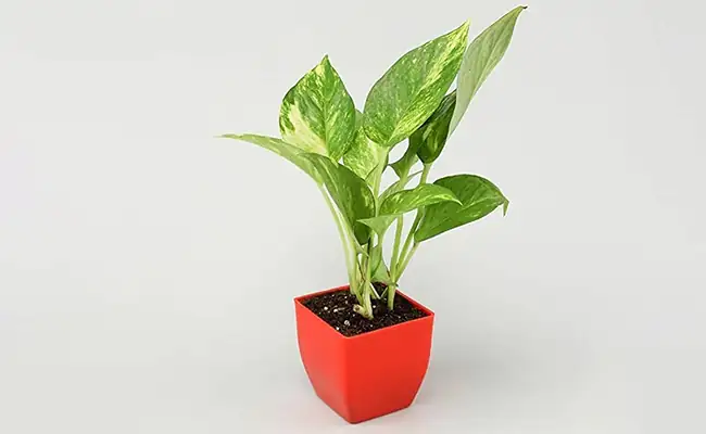 money tree air purification